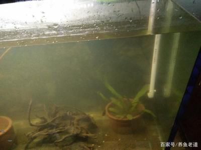 家里的魚(yú)缸怎樣清洗干凈：根據(jù)搜索結(jié)果整理魚(yú)缸清洗魚(yú)缸的幾種清潔方法是根據(jù)搜索結(jié)果的