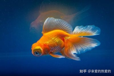 定制魚缸注意事項和細(xì)節(jié)：定制魚缸材質(zhì)的選擇、工藝處理、工藝處理、工藝處理、工藝處理 魚缸風(fēng)水 第3張