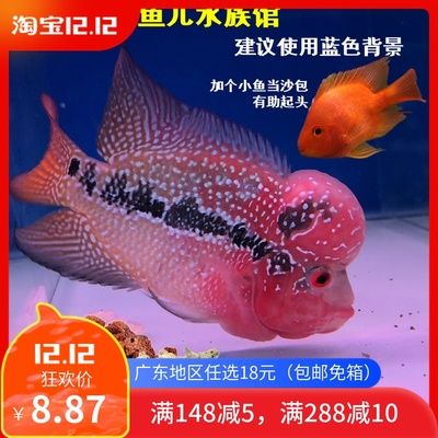 廣州水族館觀賞魚批發(fā)市場在哪：廣州水族館觀賞魚批發(fā)市場 廣州水族批發(fā)市場 第3張