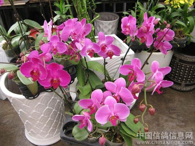 廣州芳村花卉批發(fā)市場(chǎng)幾點(diǎn)關(guān)店：廣州芳村花卉批發(fā)市場(chǎng)不關(guān)門全天24小時(shí)營(yíng)業(yè) 廣州水族批發(fā)市場(chǎng) 第4張