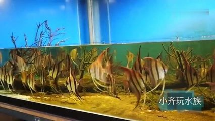 埃及神仙魚和龍魚混養(yǎng)好嗎：埃及混養(yǎng)神仙魚和龍魚