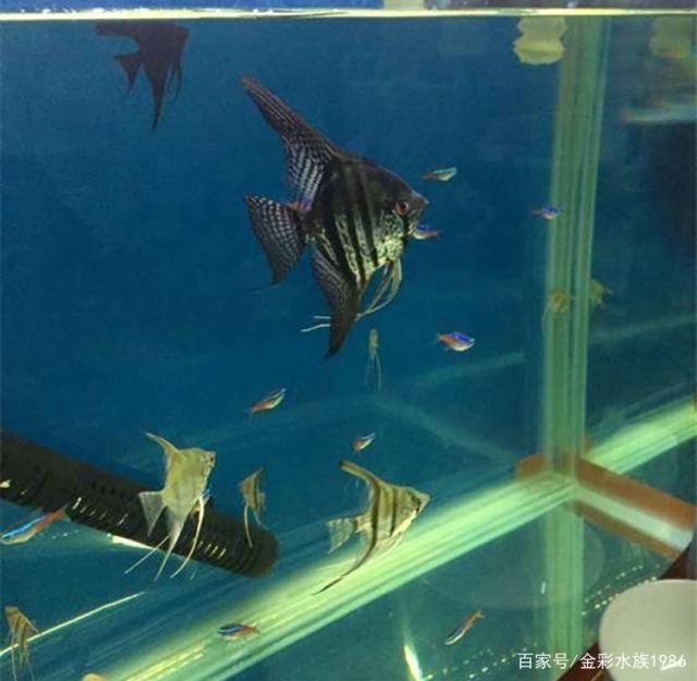 埃及神仙魚和龍魚混養(yǎng)好嗎：埃及混養(yǎng)神仙魚和龍魚