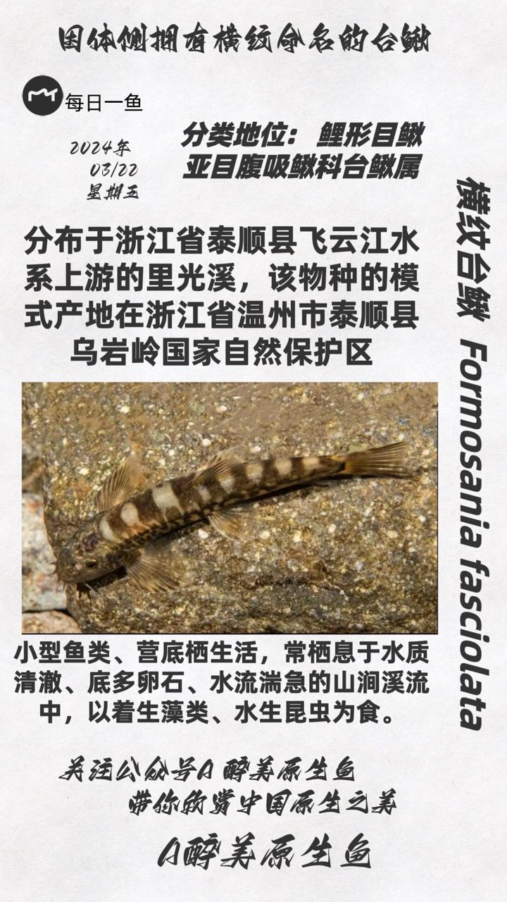 橫紋臺(tái)鰍：分布在浙江飛云溪等 觀賞魚論壇