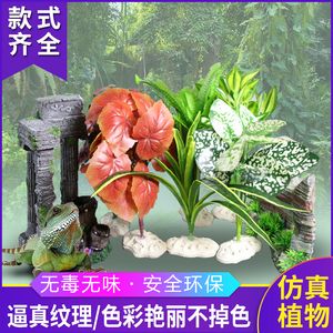 養(yǎng)龍魚缸底能放什么植物：養(yǎng)龍魚的魚缸底可以選擇圓心萍、金魚草、小水榕等水生植物 龍魚百科 第3張