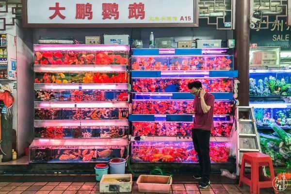 芳村花鳥市場在哪里有接送小孩的：廣州花鳥魚蟲市場的歷史歷史演變 廣州水族批發(fā)市場 第3張