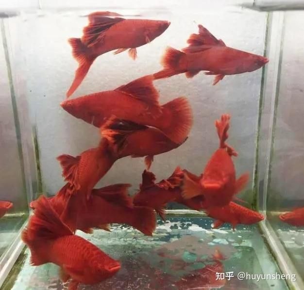 紅色觀賞魚是什么魚類：紅色觀賞魚是一類體色以及繁殖行為紅色的觀賞魚的習(xí)性 魚缸風(fēng)水 第2張