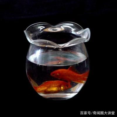 玻璃圓形魚缸養(yǎng)魚幾天喂一次：玻璃圓形魚缸養(yǎng)魚的喂食頻率應(yīng)該如何確定？ 魚缸百科 第3張