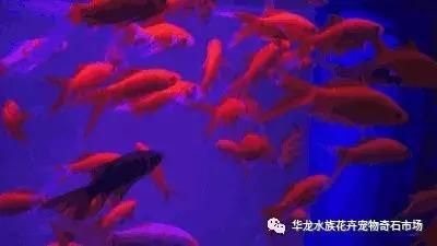 花鳥市場(chǎng)有賣魚缸的嗎