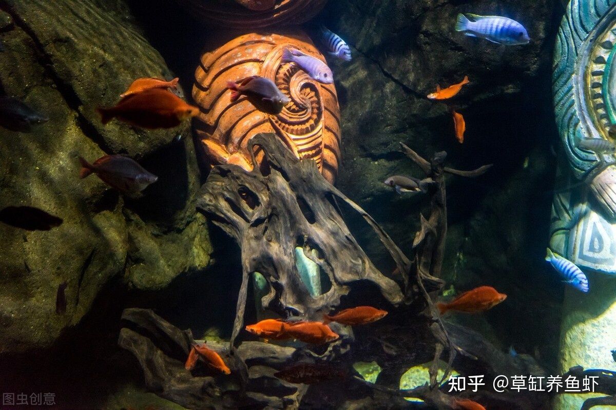 沉木放魚缸水變黃：如何防止沉木導(dǎo)致魚缸水變黃？ 魚缸百科 第2張