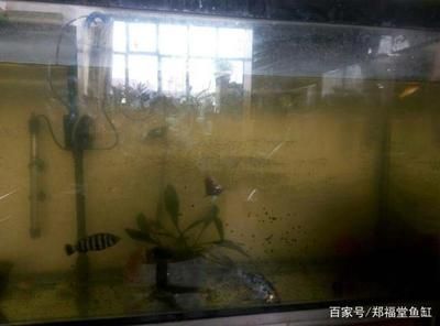 沉木放魚缸水變黃：如何防止沉木導(dǎo)致魚缸水變黃？ 魚缸百科 第1張