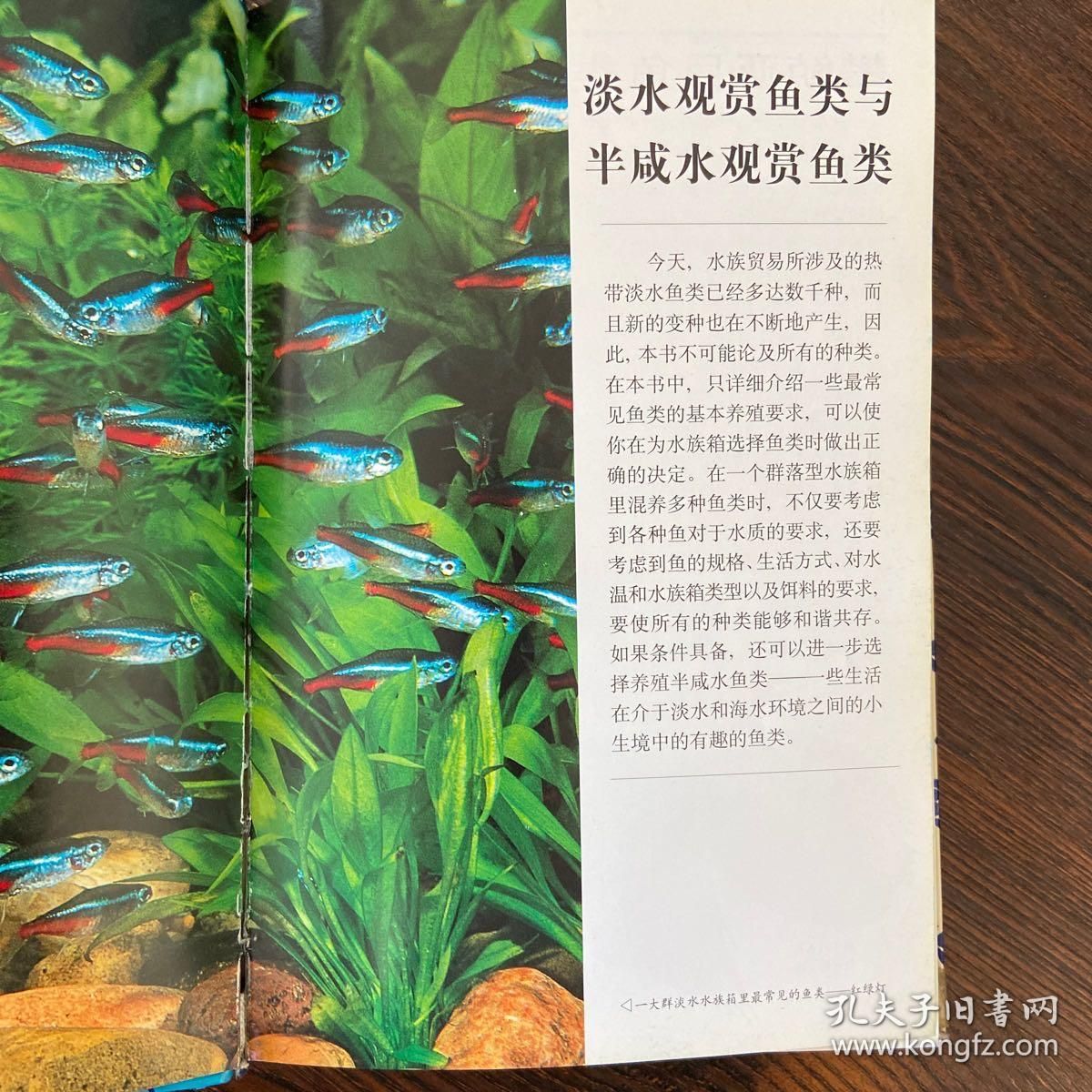 廣州適合養(yǎng)什么觀賞魚種類：廣州適合養(yǎng)什么觀賞魚 魚缸風(fēng)水 第1張