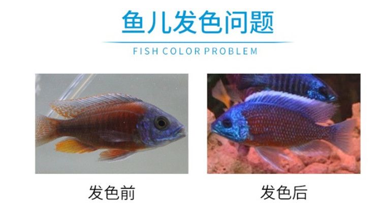 鯛魚(yú)觀賞魚(yú)：海洋生態(tài)保護(hù)的重要性 魚(yú)缸風(fēng)水 第4張