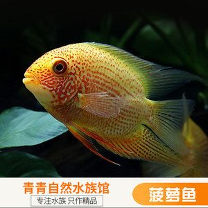 鯛魚(yú)觀賞魚(yú)：海洋生態(tài)保護(hù)的重要性 魚(yú)缸風(fēng)水 第3張