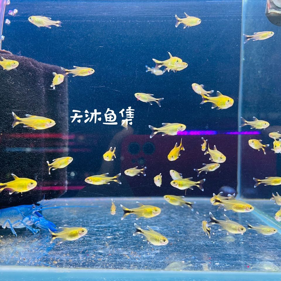 寵物觀賞魚迷你：迷你鸚鵡魚怎么養(yǎng)？ 廣州水族批發(fā)市場(chǎng) 第1張