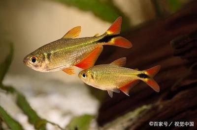 廣州最大的熱帶魚市場(chǎng)在哪里啊視頻：廣州最大的熱帶魚市場(chǎng) 廣州水族批發(fā)市場(chǎng) 第2張