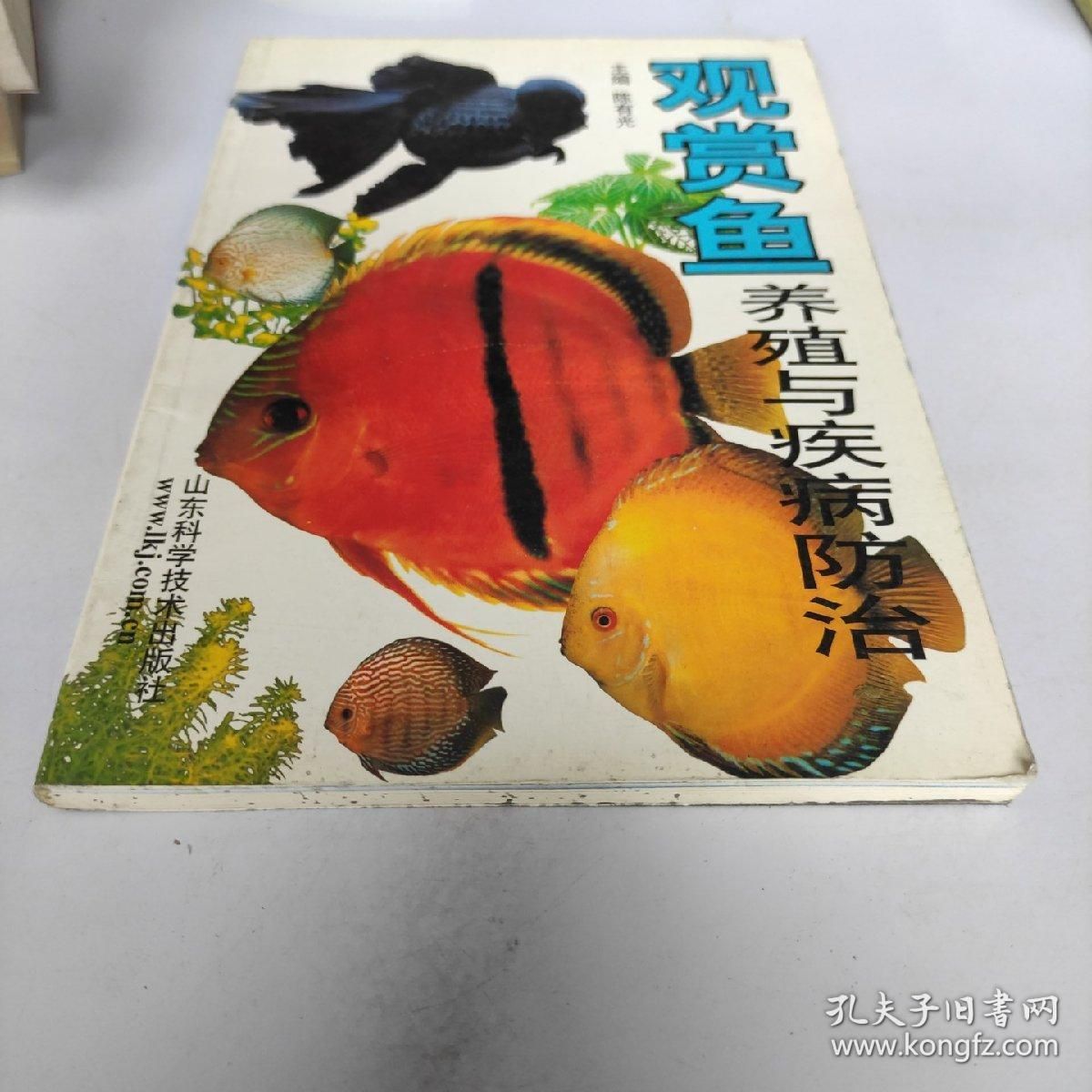 存活率高的觀賞魚：觀賞魚養(yǎng)殖前景分析 魚缸風(fēng)水 第1張