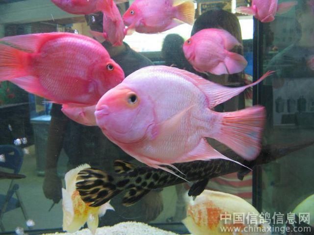 芳村新的花鳥魚蟲市場在哪里 廣州水族批發(fā)市場 第1張