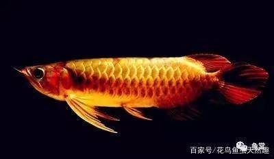 金龍魚底色是棕色的嗎：金龍魚底色是棕色的嗎，金龍魚的底色有多種可能性 龍魚百科 第2張