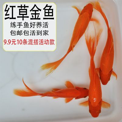 淡水魚冷水觀賞魚好養(yǎng)排行榜：什么是冷水觀賞魚？ 魚缸風(fēng)水 第2張