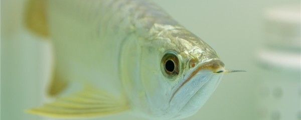 龍魚(yú)眼睛起白膜怎么治療：龍魚(yú)眼睛出現(xiàn)白膜怎么治療 龍魚(yú)百科 第1張