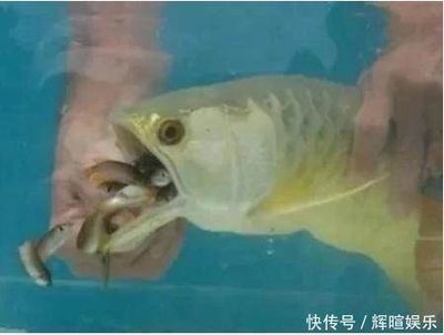 金龍魚怎么繁殖的：金龍魚怎么繁殖