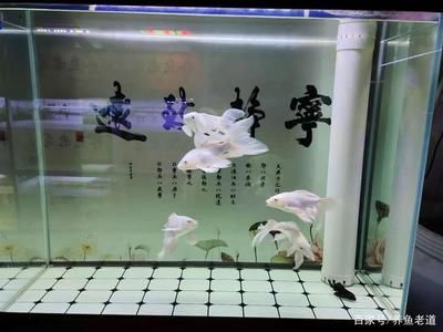 1.8米魚缸養(yǎng)多少蝴蝶鯉合適：1.8米魚缸養(yǎng)多少蝴蝶鯉合適呢？ 魚缸百科 第3張