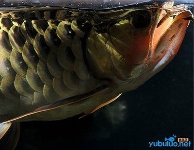 龍魚食欲不振 不活潑怎么辦呢吃什么藥：龍魚食欲不振、不活潑怎么辦 龍魚百科 第3張