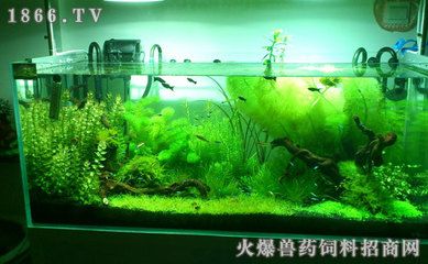 家里倆魚缸養(yǎng)幾條魚好呢：家里倆魚缸養(yǎng)幾條魚好 魚缸風(fēng)水 第2張