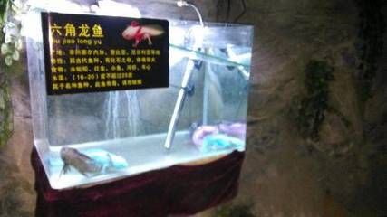 龍魚之家水族館怎么樣：龍魚之家水族館服務質(zhì)量參差不齊服務質(zhì)量參差不齊