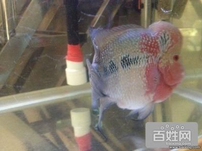 廣州賣觀賞魚的地方叫什么店