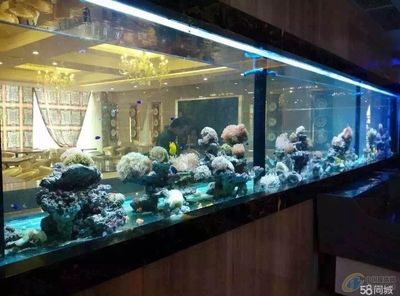 廣州魚缸定做店鋪哪家好：廣州魚缸定做廠家 廣州水族批發(fā)市場 第1張