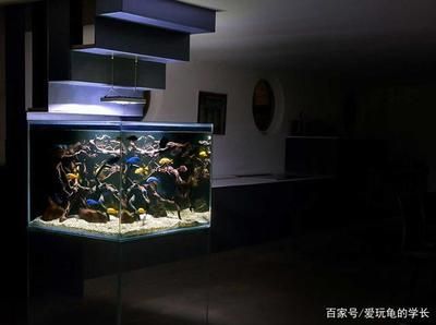 廣州魚缸定做店鋪哪家好：廣州魚缸定做廠家 廣州水族批發(fā)市場 第4張