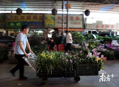 廣州芳村魚蟲花鳥市場搬了嗎：廣州芳村花鳥魚蟲市場已經(jīng)搬離了原地址 廣州水族批發(fā)市場 第1張