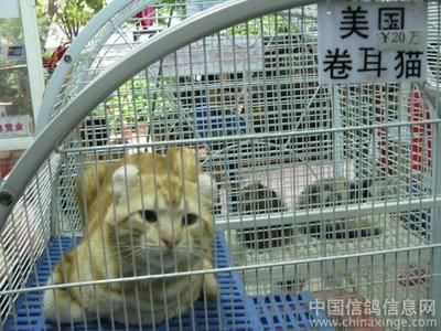 芳村魚鳥市場地鐵什么站：廣州芳村花鳥魚蟲市場怎么去？ 廣州水族批發(fā)市場 第4張