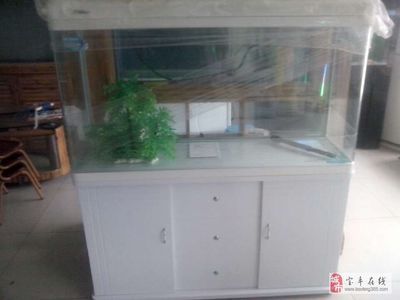 廣州賣魚缸的地方叫什么：廣州賣魚缸的幾個地方 廣州水族批發(fā)市場 第4張