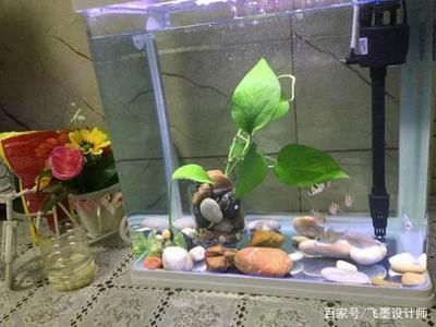 剛買的魚缸可以直接放魚嗎：養(yǎng)魚新手入門指南