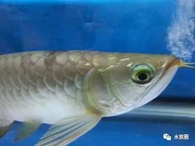 龍魚(yú)眼睛里面有白色的東西是什么：龍魚(yú)眼睛內(nèi)出現(xiàn)白色物質(zhì)可能是由于多種原因引起的