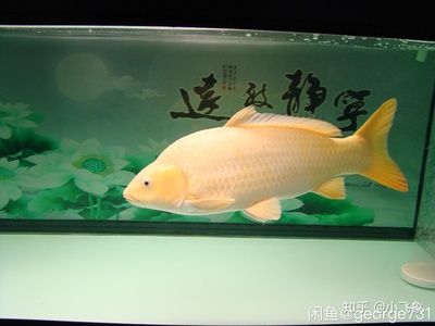 定制魚缸尺寸比例：定制魚缸尺寸與水質(zhì)管理魚缸設計的藝術與科學魚缸的設計原則 魚缸風水 第4張