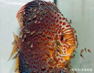 觀賞魚(yú)大魚(yú)都有哪些種類(lèi)：大型觀賞魚(yú)種類(lèi)大全 魚(yú)缸風(fēng)水 第1張