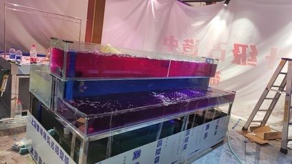 廣州水族批發(fā)市場(chǎng)在哪里有賣：廣州水族市場(chǎng)的發(fā)展歷程 廣州水族批發(fā)市場(chǎng) 第3張