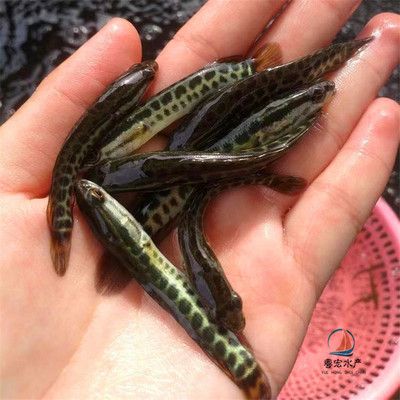 廣州觀賞魚魚商會(huì)會(huì)長(zhǎng)：廣州觀賞魚魚商會(huì)會(huì)長(zhǎng)在行業(yè)中的地位和地位和影響力 廣州水族批發(fā)市場(chǎng) 第4張