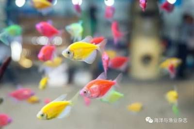 廣州觀賞魚魚商會(huì)會(huì)長(zhǎng)：廣州觀賞魚魚商會(huì)會(huì)長(zhǎng)在行業(yè)中的地位和地位和影響力 廣州水族批發(fā)市場(chǎng) 第1張