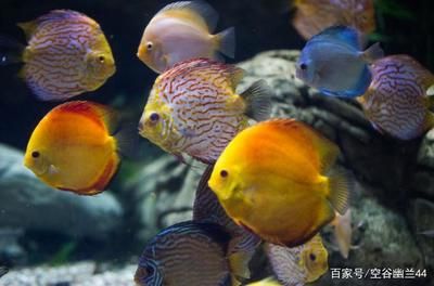 大型魚缸怎么養(yǎng)魚：關(guān)于大型魚缸養(yǎng)魚的建議和注意事項 魚缸百科 第1張