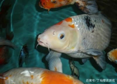 家里的魚(yú)缸養(yǎng)鯉魚(yú),鯽魚(yú)好不好呢：養(yǎng)鯉魚(yú)和鯽魚(yú)的養(yǎng)殖技巧鯽魚(yú)的養(yǎng)殖技巧和養(yǎng)殖技巧