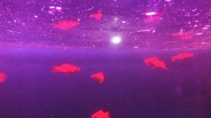 廣州批發(fā)觀賞魚 收入如何算：廣州批發(fā)觀賞魚市場的收入計算涉及多個方面的因素