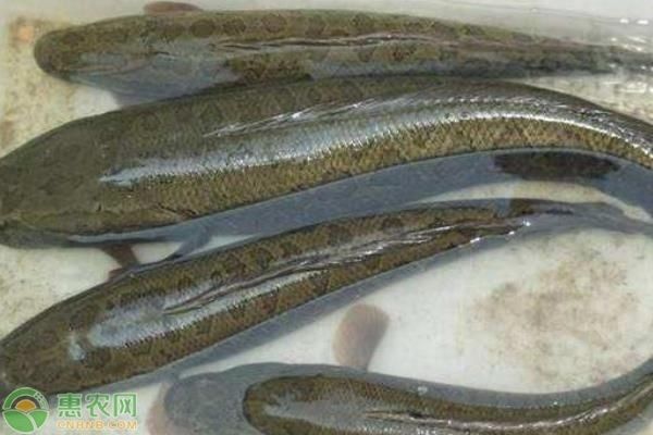 黑魚怎么養(yǎng)魚缸里的水：養(yǎng)殖黑魚需要注意什么？