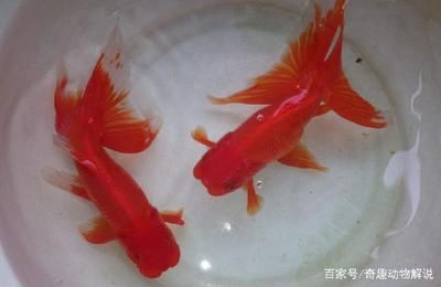 家里的魚(yú)缸養(yǎng)鯉魚(yú),鯽魚(yú)好不好：家里魚(yú)缸養(yǎng)鯉魚(yú)和鯽魚(yú)的養(yǎng)殖需要注意一些細(xì)節(jié)以確保