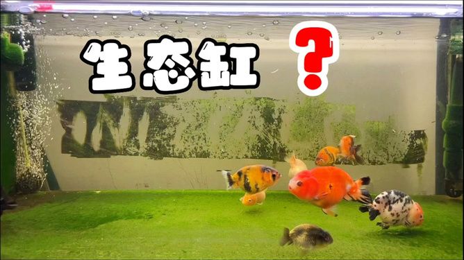 純生態(tài)魚缸需要哪些生物：生態(tài)魚缸中的水草種類 魚缸百科 第1張