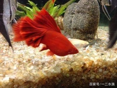 北方魚缸幾月開加熱棒：北方魚缸開啟加熱棒具體時間主要取決于兩個因素 魚缸百科 第3張