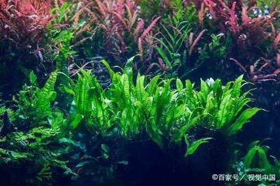 廣東水族批發(fā)市場在哪個位置：廣東水族批發(fā)市場 廣州水族批發(fā)市場 第4張